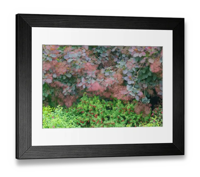 Framed Print : USA, Washington State. Bellevue Botanical garden smoke bush and fuchsia in bloom Framed Print : USA, Washington State. Bellevue Botanical garden smoke bush and fuchsia in bloom