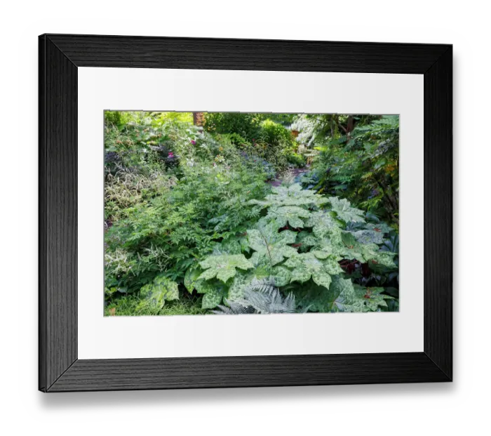 Framed Print : USA, Washington State. Bellevue Botanical garden and shade garden