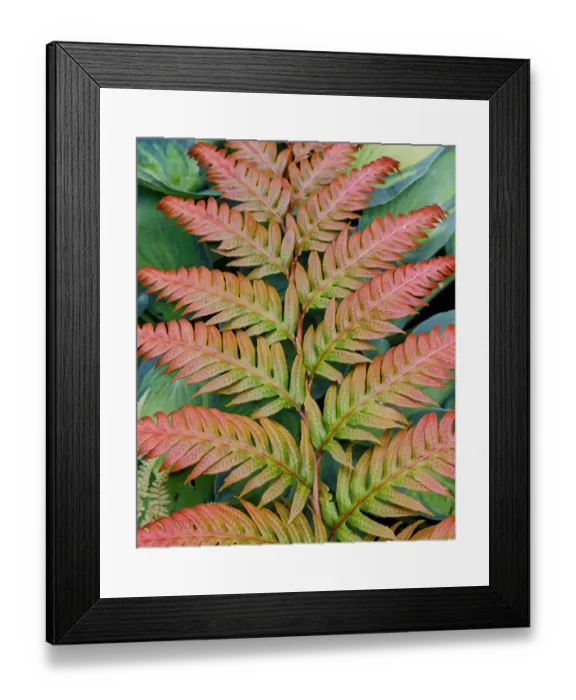 Framed Print : USA, Washington State. Bellevue Botanical garden