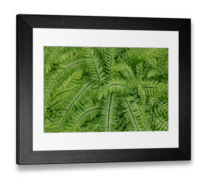 Framed Print : USA, Washington State. Bellevue Botanical garden Framed Print : USA, Washington State. Bellevue Botanical garden