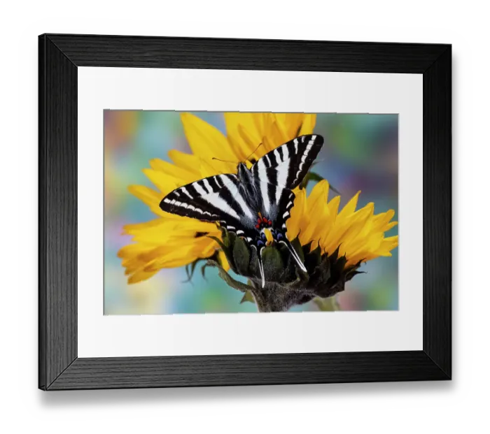 Framed Print : USA, Washington State, Sammamish. Zebra swallowtail butterfly on sunflower Framed Print : USA, Washington State, Sammamish. Zebra swallowtail butterfly on sunflower