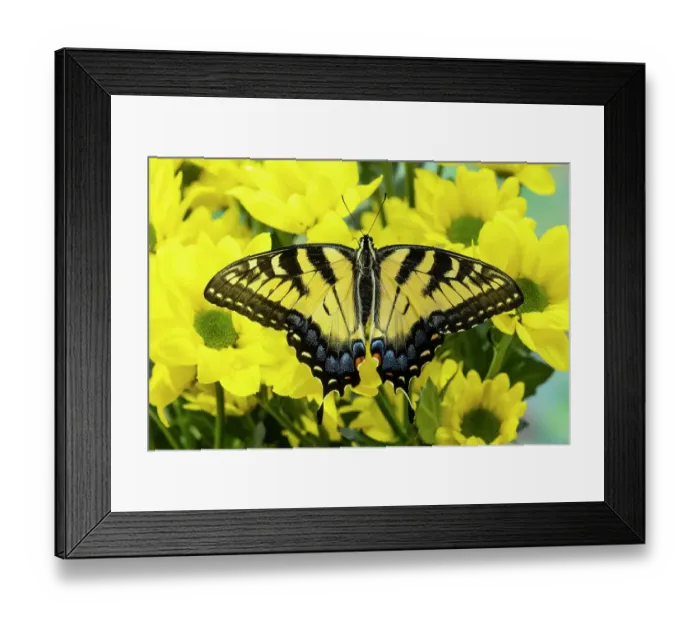 Framed Print : USA, Washington State, Sammamish. Eastern tiger swallowtail butterfly Framed Print : USA, Washington State, Sammamish. Eastern tiger swallowtail butterfly