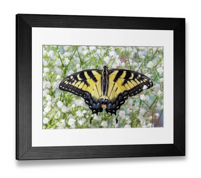Framed Print : USA, Washington State, Sammamish. Eastern tiger swallowtail butterfly Framed Print : USA, Washington State, Sammamish. Eastern tiger swallowtail butterfly