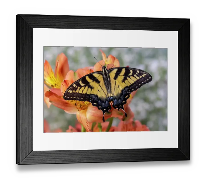 Framed Print : USA, Washington State, Sammamish. Eastern tiger swallowtail butterfly Framed Print : USA, Washington State, Sammamish. Eastern tiger swallowtail butterfly