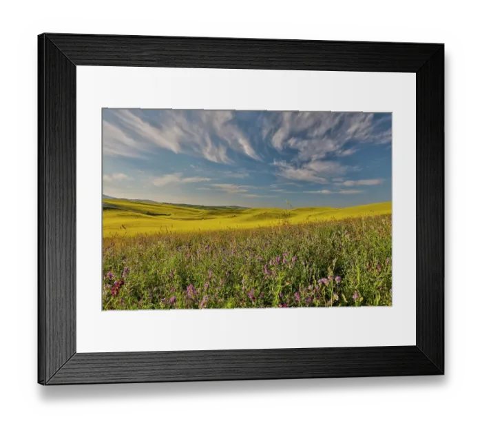 Framed Print : USA, Washington State, Palouse. Springtime landscape with foreground of vetch and Canola fields beyond Framed Print : USA, Washington State, Palouse. Springtime landscape with foreground of vetch and Canola fields beyond
