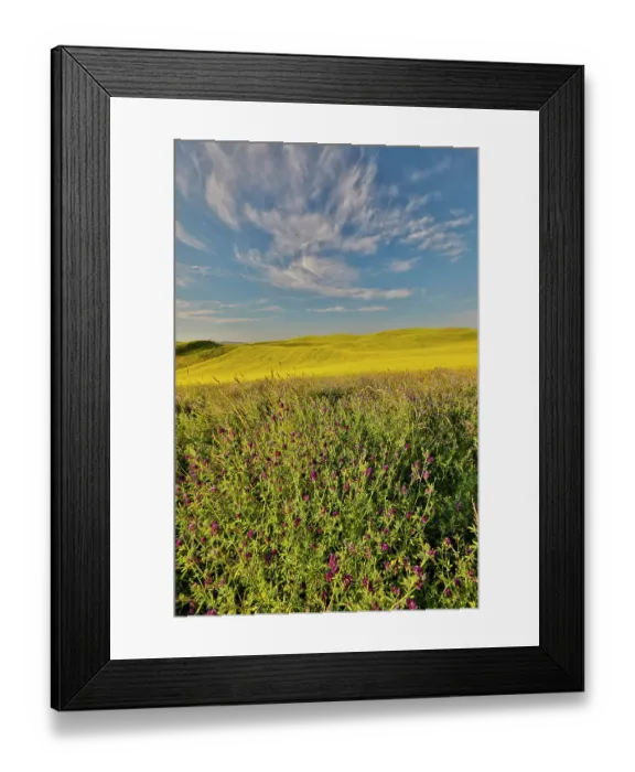 Framed Print : USA, Washington State, Palouse. Springtime landscape with foreground of vetch and Canola fields beyond Framed Print : USA, Washington State, Palouse. Springtime landscape with foreground of vetch and Canola fields beyond