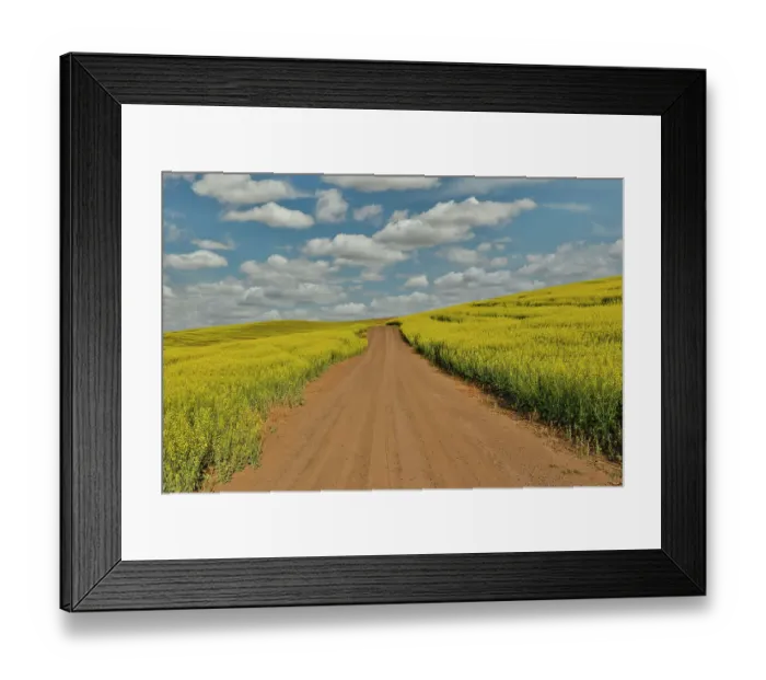 Framed Print : USA, Washington State, Palouse. Springtime landscape dirt roadway and Canola fields Framed Print : USA, Washington State, Palouse. Springtime landscape dirt roadway and Canola fields