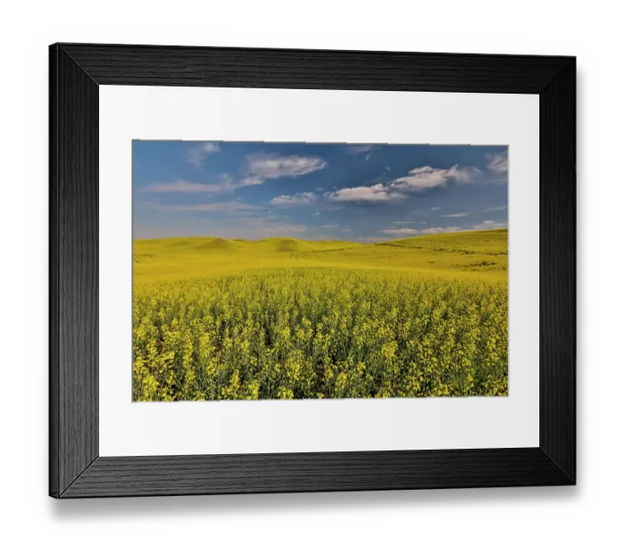 Framed Print : USA, Washington State, Palouse. Springtime landscape and Canola fields Framed Print : USA, Washington State, Palouse. Springtime landscape and Canola fields