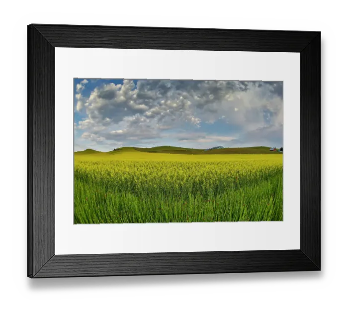 Framed Print : USA, Washington State, Palouse. Springtime landscape and Canola fields Framed Print : USA, Washington State, Palouse. Springtime landscape and Canola fields