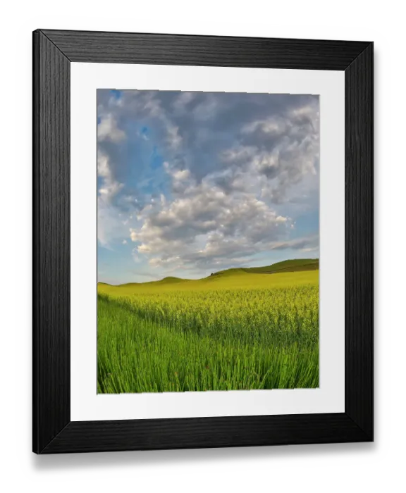 Framed Print : USA, Washington State, Palouse. Springtime landscape and Canola fields Framed Print : USA, Washington State, Palouse. Springtime landscape and Canola fields