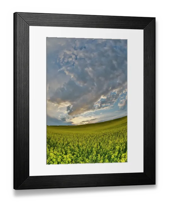 Framed Print : USA, Washington State, Palouse. Springtime landscape and Canola fields