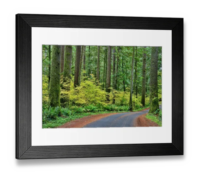 Framed Print : USA, Washington State, Darrington. Curved roadway in autumn forest of fir and vine maple trees Framed Print : USA, Washington State, Darrington. Curved roadway in autumn forest of fir and vine maple trees