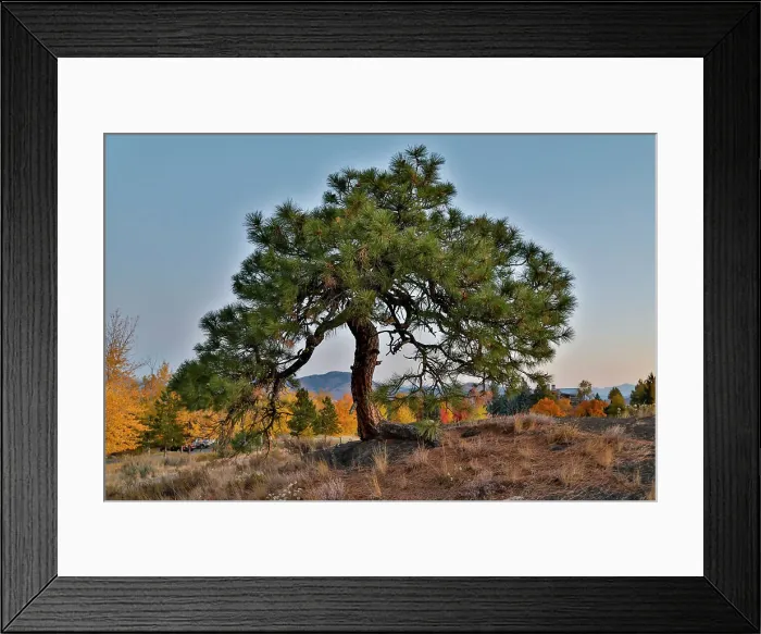 Framed Print : USA, Washington State, Winthrop, Sun Mountain and lone pine tree
