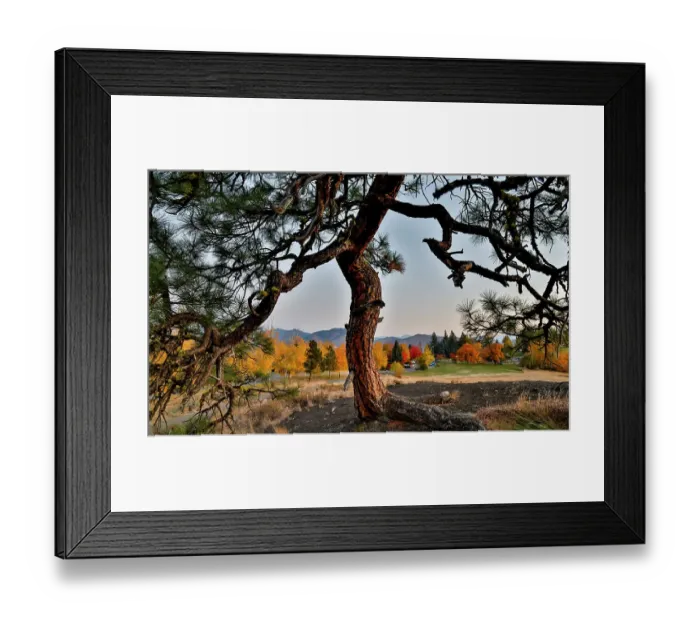 Framed Print : USA, Washington State, Winthrop, Sun Mountain and lone pine tree Framed Print : USA, Washington State, Winthrop, Sun Mountain and lone pine tree