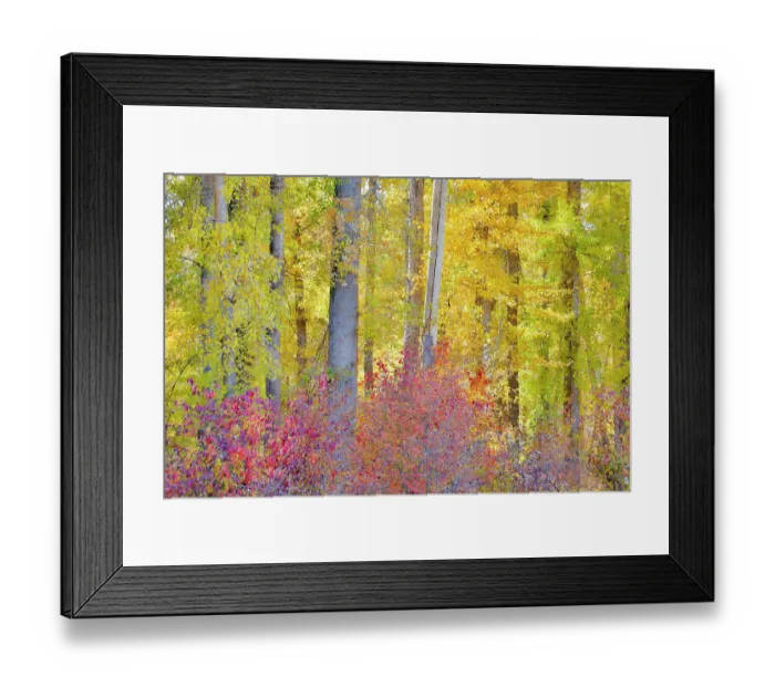 Framed Print : USA, Washington State. Cottonwoods and wild Dogwood trees in fall color near Winthrop Framed Print : USA, Washington State. Cottonwoods and wild Dogwood trees in fall color near Winthrop