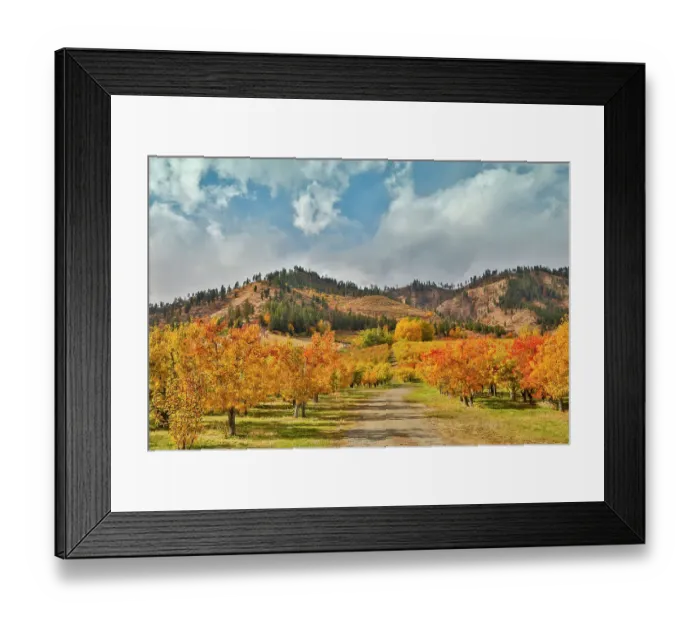 Framed Print : USA, Washington State. fall colored apple orchard near Peshastin Framed Print : USA, Washington State. fall colored apple orchard near Peshastin