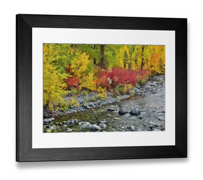 Framed Print : USA, Washington State. Cottonwoods and wild dogwood along Peshastin Creek, off of Highway 97 Framed Print : USA, Washington State. Cottonwoods and wild dogwood along Peshastin Creek, off of Highway 97
