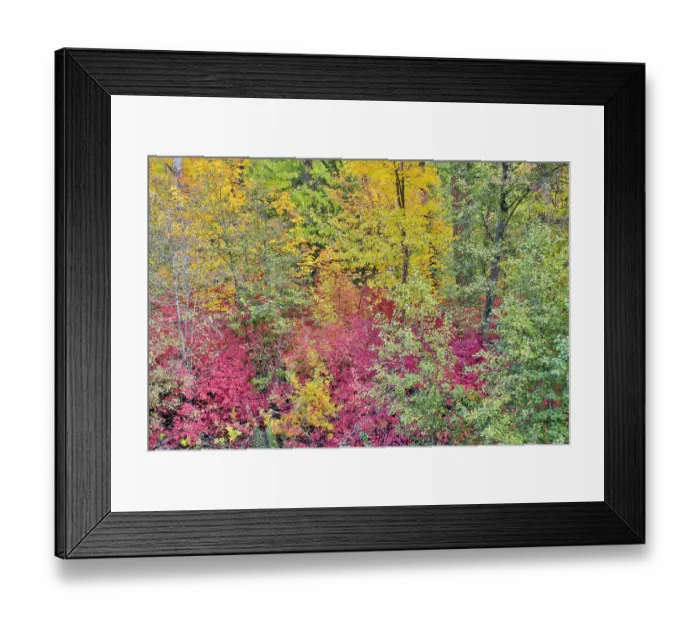 Framed Print : USA, Washington State. Cottonwoods and wild dogwood along Peshastin Creek, off of Highway 97 Framed Print : USA, Washington State. Cottonwoods and wild dogwood along Peshastin Creek, off of Highway 97