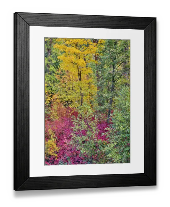 Framed Print : USA, Washington State. Cottonwoods and wild dogwood along Peshastin Creek, off of Highway 97