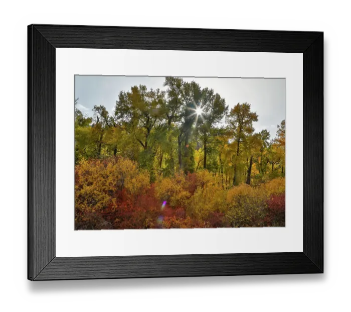 Framed Print : USA, Washington State. Cottonwoods and wild dogwoods trees in Autumn Color Framed Print : USA, Washington State. Cottonwoods and wild dogwoods trees in Autumn Color