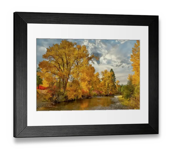 Framed Print : USA, Washington State. Cottonwoods and wild dogwoods trees in Autumn Color along the Yakima River Framed Print : USA, Washington State. Cottonwoods and wild dogwoods trees in Autumn Color along the Yakima River