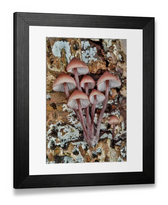 Framed Print : USA, Washington State, Sammamish. Mushrooms growing on fall alder tree log Framed Print : USA, Washington State, Sammamish. Mushrooms growing on fall alder tree log