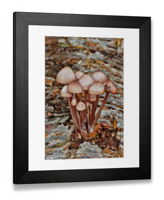 Framed Print : USA, Washington State, Sammamish. Mushrooms growing on fall alder tree log
