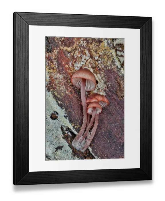 Framed Print : USA, Washington State, Sammamish. Mushrooms growing on fall alder tree log