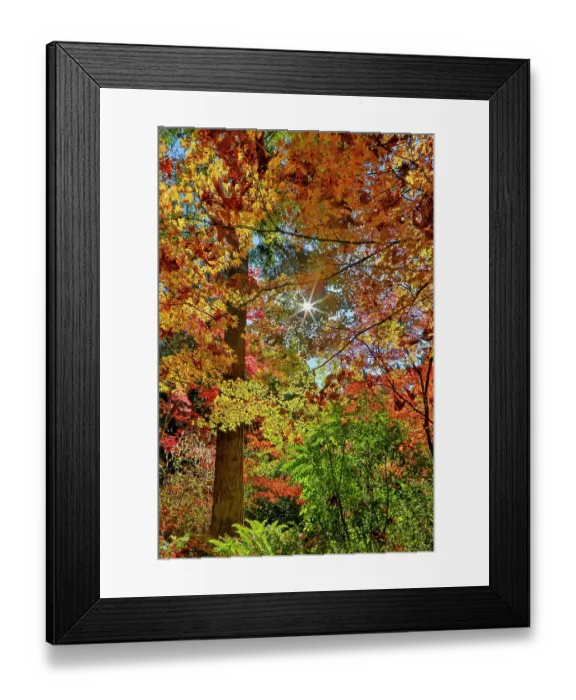 Framed Print : USA, Washington State, Seattle, Washington Arboretum with fall color on Japanese Maple trees Framed Print : USA, Washington State, Seattle, Washington Arboretum with fall color on Japanese Maple trees