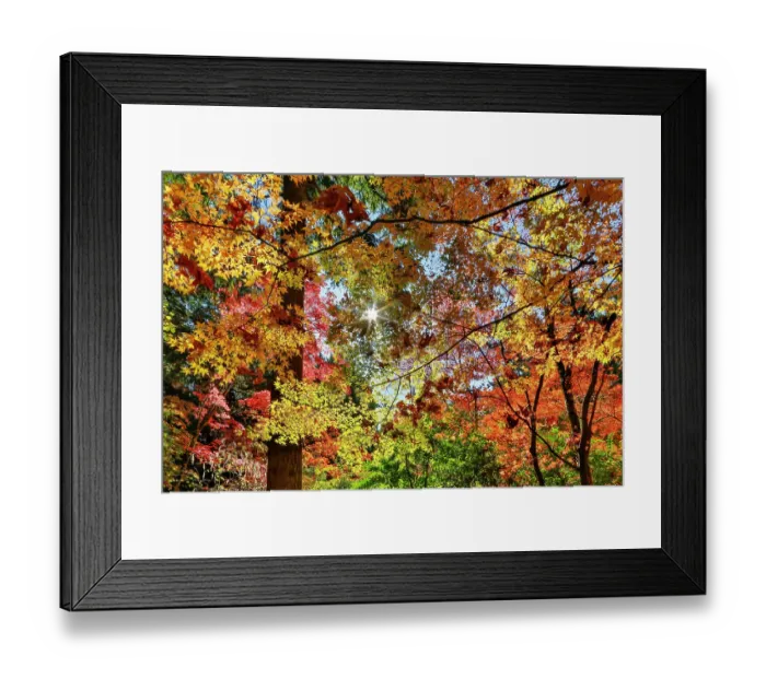 Framed Print : USA, Washington State, Seattle, Washington Arboretum with fall color on Japanese Maple trees Framed Print : USA, Washington State, Seattle, Washington Arboretum with fall color on Japanese Maple trees