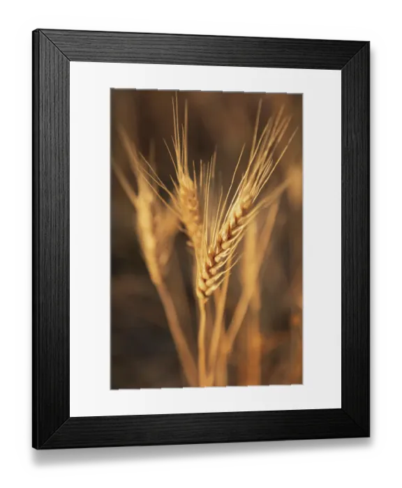 Framed Print : USA, Washington State, Whitman County, Palouse. Wheat Framed Print : USA, Washington State, Whitman County, Palouse. Wheat