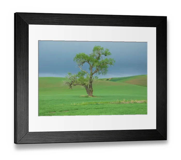 Framed Print : USA, Washington State, Whitman County, Palouse. Solitary tree Framed Print : USA, Washington State, Whitman County, Palouse. Solitary tree