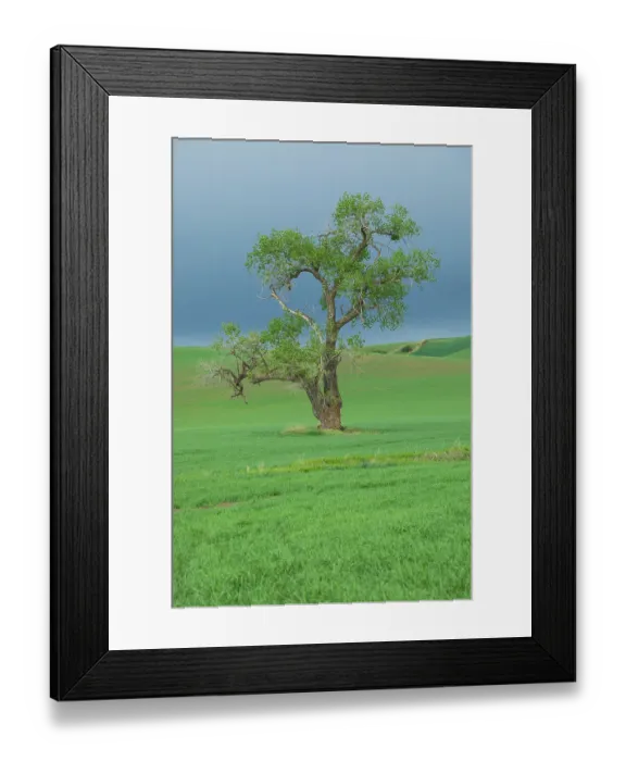 Framed Print : USA, Washington State, Whitman County, Palouse. Horse teams used in old fashioned harvesting wheat threshing farm equipment Framed Print : USA, Washington State, Whitman County, Palouse. Horse teams used in old fashioned harvesting wheat threshing farm equipment