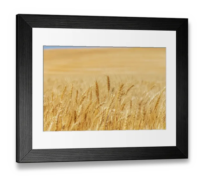 Framed Print : USA, Washington State, Whitman County, Palouse. Wheat fields