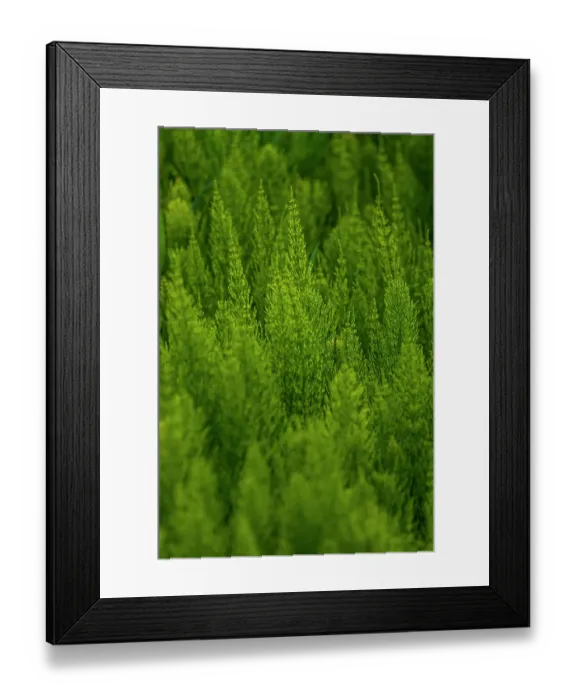 Framed Print : USA, Washington State, Whitman County, Palouse. Green plants Framed Print : USA, Washington State, Whitman County, Palouse. Green plants
