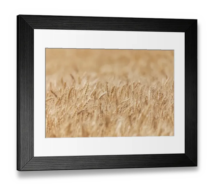 Framed Print : USA, Washington State, Whitman County, Palouse. Wheat fields Framed Print : USA, Washington State, Whitman County, Palouse. Wheat fields