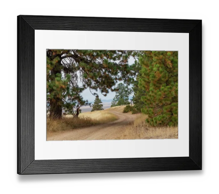 Framed Print : USA, Washington State, Whitman County, Palouse. Pine trees along dirt road near Farmington