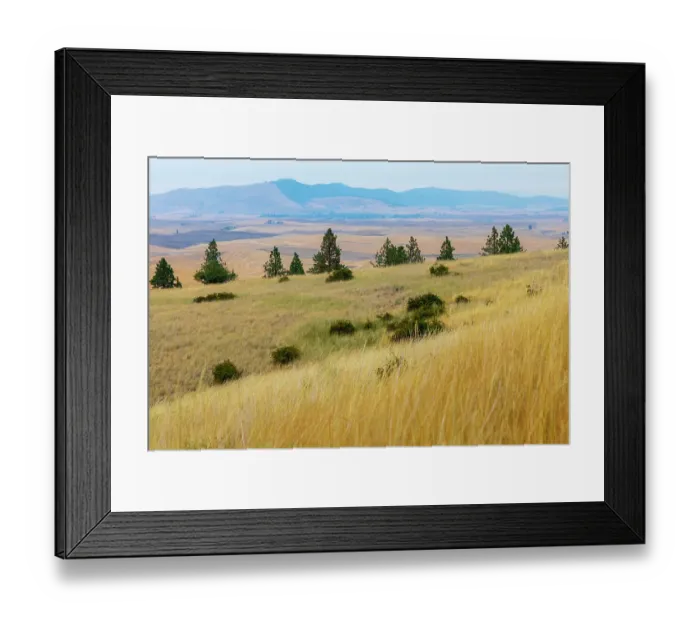 Framed Print : USA, Washington State, Whitman County, Palouse. Fields of wheat near Farmington