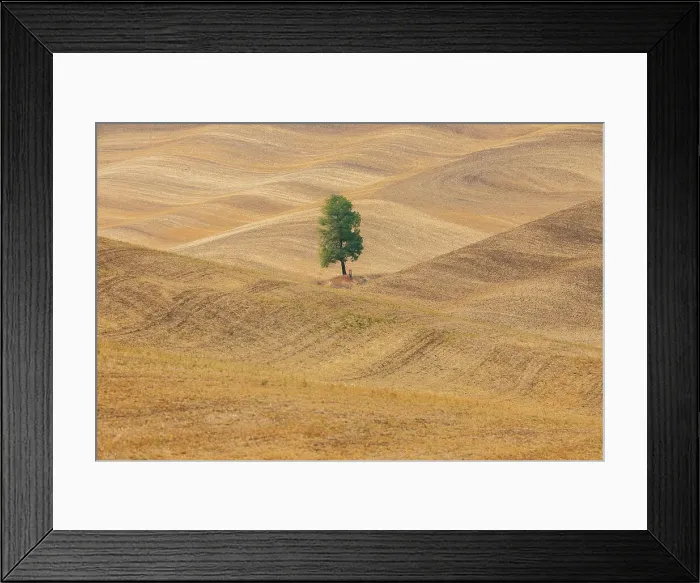 Framed Print : USA, Washington State, Whitman County, Palouse. Lone tree in rolling field