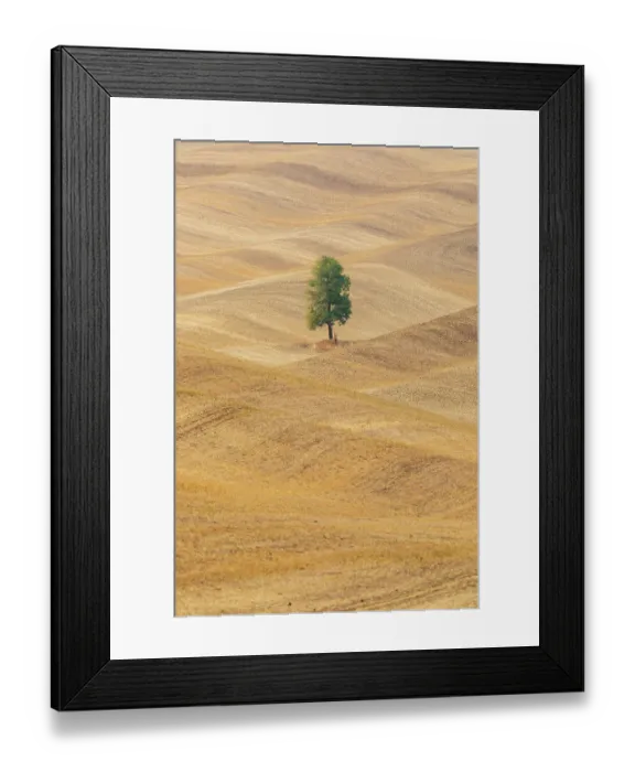 Framed Print : USA, Washington State, Whitman County, Palouse. Lone tree in rolling field