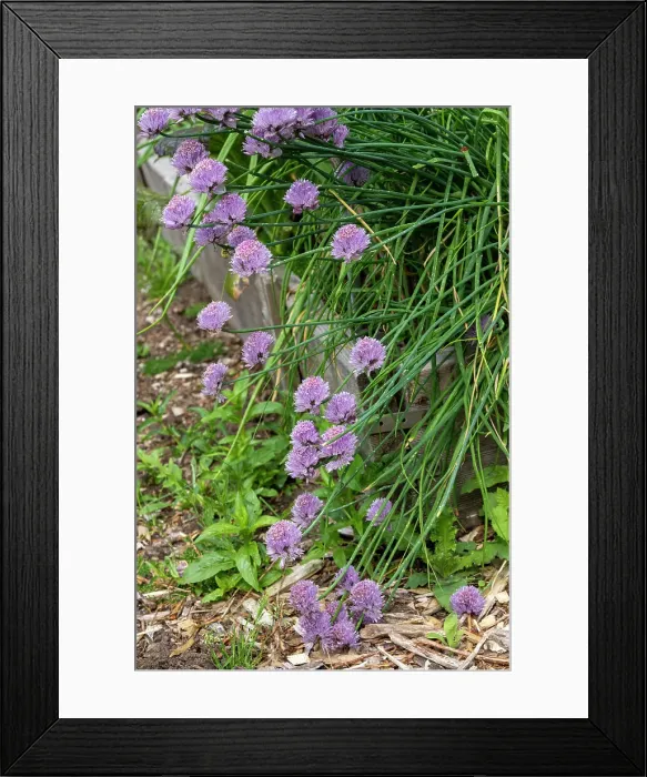 Framed Print : Issaquah, Washington State, USA. Over-wintered chive plants in blossom Framed Print : Issaquah, Washington State, USA. Over-wintered chive plants in blossom