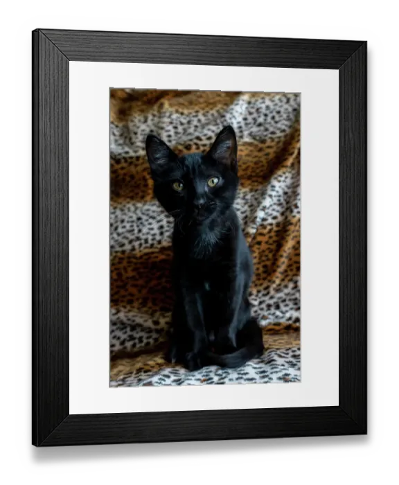 Framed Print : Two month old black kitten (PR) Framed Print : Two month old black kitten (PR)