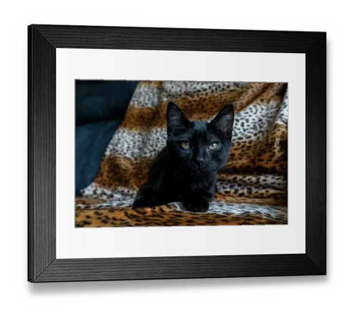 Framed Print : Two month old black kitten (PR) Framed Print : Two month old black kitten (PR)