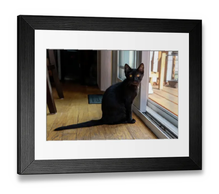 Framed Print : Two month old black kitten sitting by a sliding glass door (PR) Framed Print : Two month old black kitten sitting by a sliding glass door (PR)