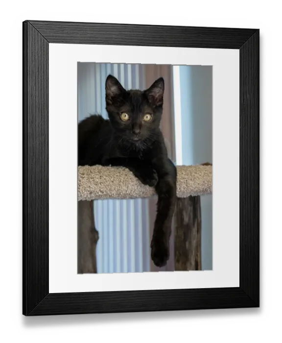 Framed Print : Two month old black kitten resting on a cat tower Framed Print : Two month old black kitten resting on a cat tower