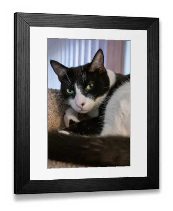 Framed Print : Black and white cat resting on its cat tower Framed Print : Black and white cat resting on its cat tower