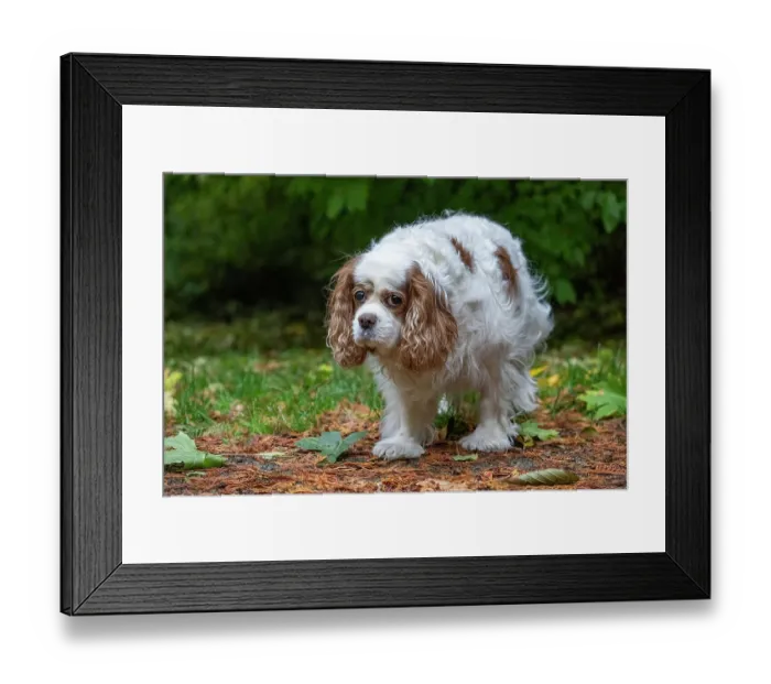 Framed Print : Issaquah, Washington State, USA. Sad-looking, elderly Cavalier King Charles Spaniel walking on a lawn in Autumn Framed Print : Issaquah, Washington State, USA. Sad-looking, elderly Cavalier King Charles Spaniel walking on a lawn in Autumn