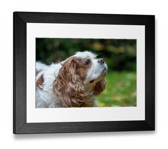 Framed Print : Issaquah, Washington State, USA. Elderly Cavalier King Charles Spaniel sniffing the air Framed Print : Issaquah, Washington State, USA. Elderly Cavalier King Charles Spaniel sniffing the air