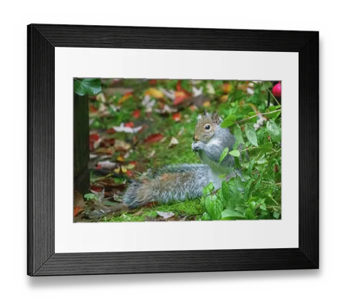 Framed Print : Issaquah, Washington State, USA. Western grey squirrel on the ground eating a nut Framed Print : Issaquah, Washington State, USA. Western grey squirrel on the ground eating a nut