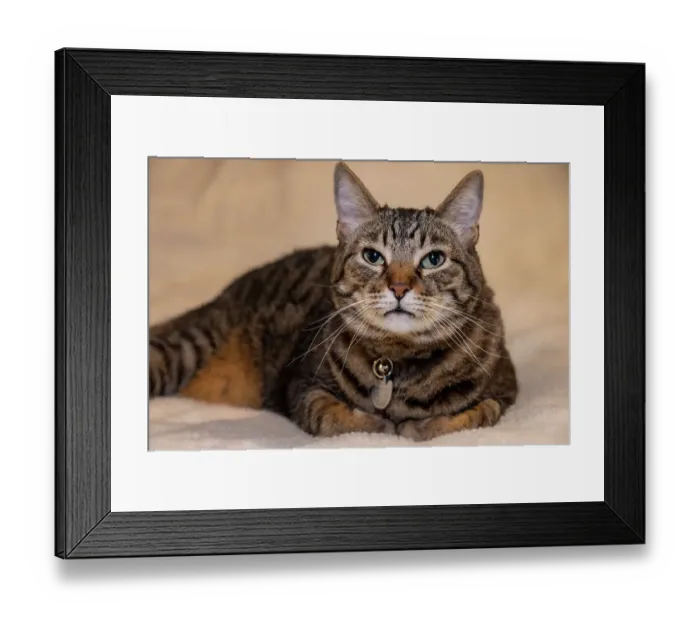 Framed Print : Issaquah, Washington State, USA. Ten year old American short-haired cat Framed Print : Issaquah, Washington State, USA. Ten year old American short-haired cat